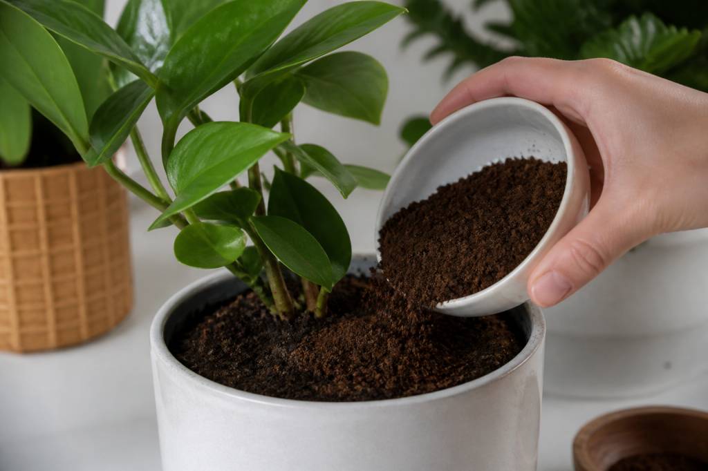 Coffee grounds for houseplants: benefits, risks and best uses